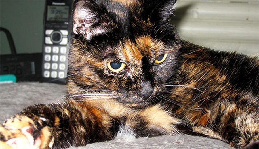 El gato más viejo del mundo muere a los 27 años, este era su SECRETO 3 El gato más viejo del mundo muere a los 27 años, este era su SECRETO