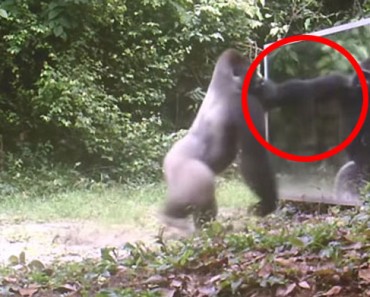 Así reaccionan estos animales salvajes al ver sus reflejos POR PRIMERA VEZ. ¡Alucinante! 4 Así reaccionan estos animales salvajes al ver sus reflejos POR PRIMERA VEZ. ¡Alucinante!