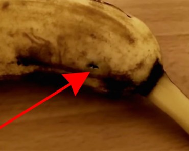 Filmaba un plátano cuando éste empezó a moverse. ¡Mira lo que sale de DENTRO! 1 Filmaba un plátano cuando éste empezó a moverse. ¡Mira lo que sale de DENTRO!