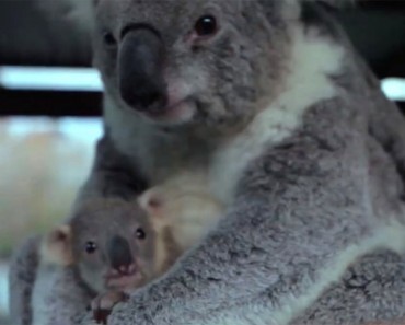 La reacción de este bebé koala al ver a su mamá por primera vez es casi DEMASIADO TIERNA para verla