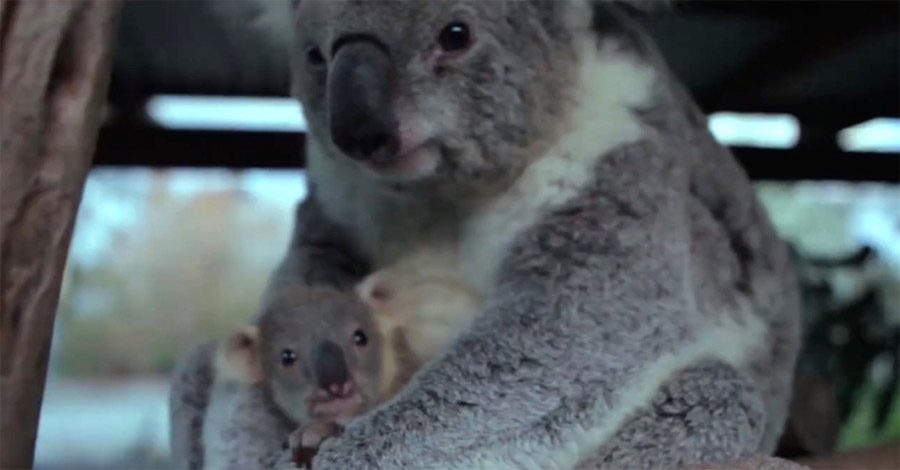 La reacción de este bebé koala al ver a su mamá por primera vez es casi DEMASIADO TIERNA para verla