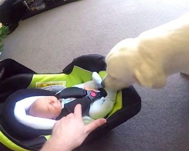 Papá deja que éste perro conozca al bebé recién nacido, pero segundos más tarde: ¡NO TIENE PRECIO! 8 Papá deja que éste perro conozca al bebé recién nacido, pero segundos más tarde: ¡NO TIENE PRECIO!