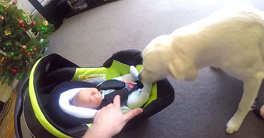Papá deja que éste perro conozca al bebé recién nacido, pero segundos más tarde: ¡NO TIENE PRECIO!