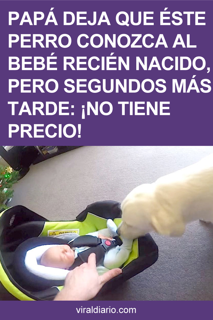 Papá deja que éste perro conozca al bebé recién nacido, pero segundos más tarde: ¡NO TIENE PRECIO!