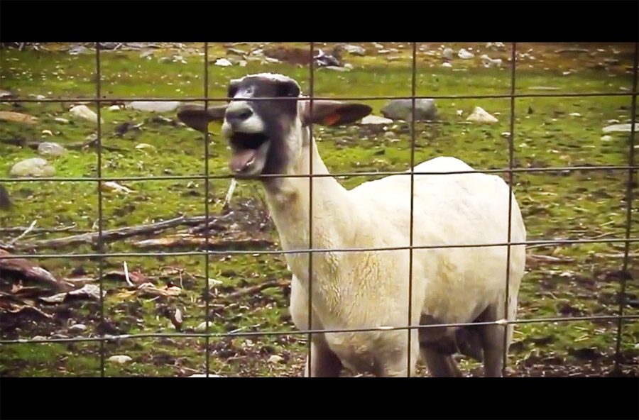 El ruido que esta cabra hace cuando grita es absolutamente hilarante. ¡No puedo parar de reír!