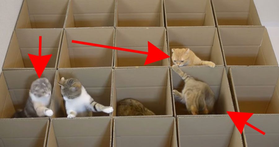 Tenían algunos cajas extra y crean algo ALUCINANTE... Para sus gatos