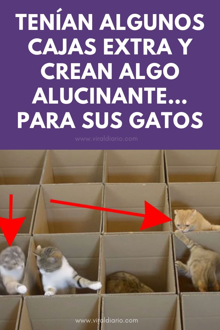 Tenían algunos cajas extra y crean algo ALUCINANTE... Para sus gatos