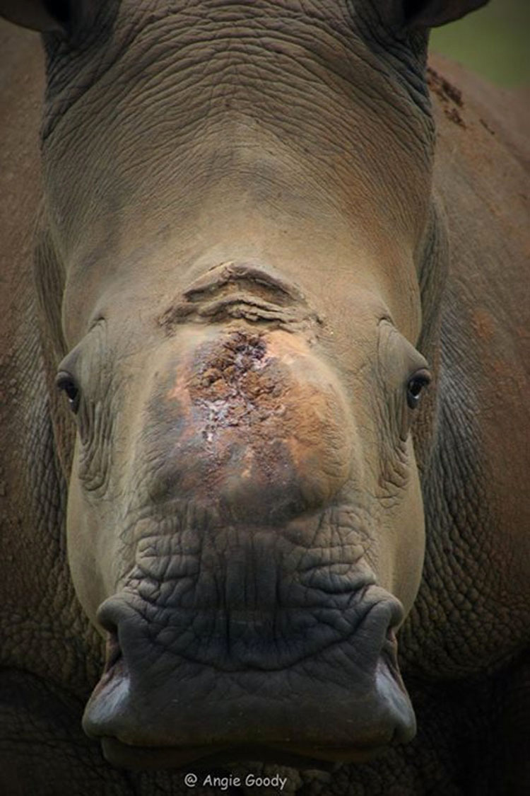 Estos valientes rinocerontes se niegan a MORIR por la codicia humana