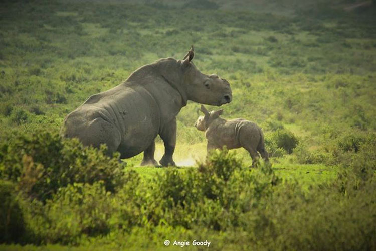 Estos valientes rinocerontes se niegan a MORIR por la codicia humana