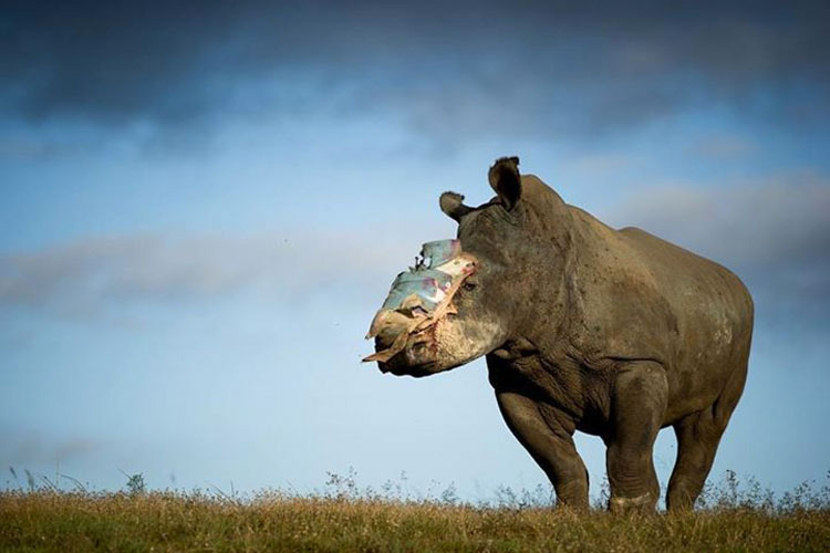 Estos valientes rinocerontes se niegan a MORIR por la codicia humana