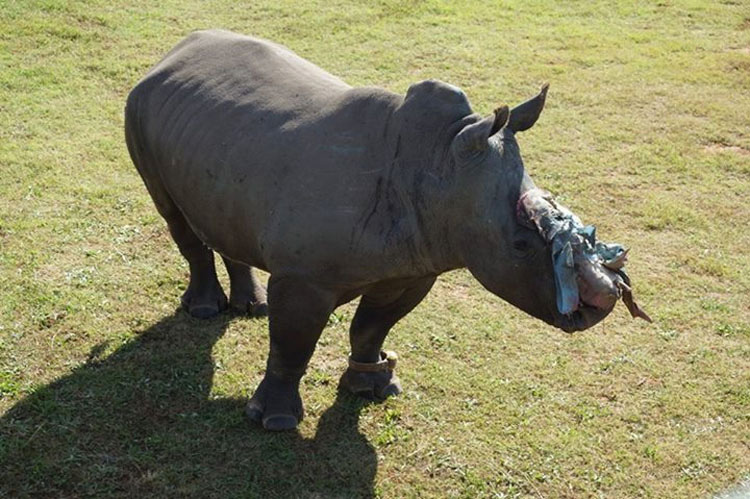 Estos valientes rinocerontes se niegan a MORIR por la codicia humana