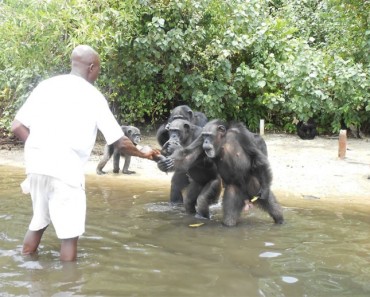 Chimpancés que SALVARON VIDAS son abandonados en una isla para que MUERAN