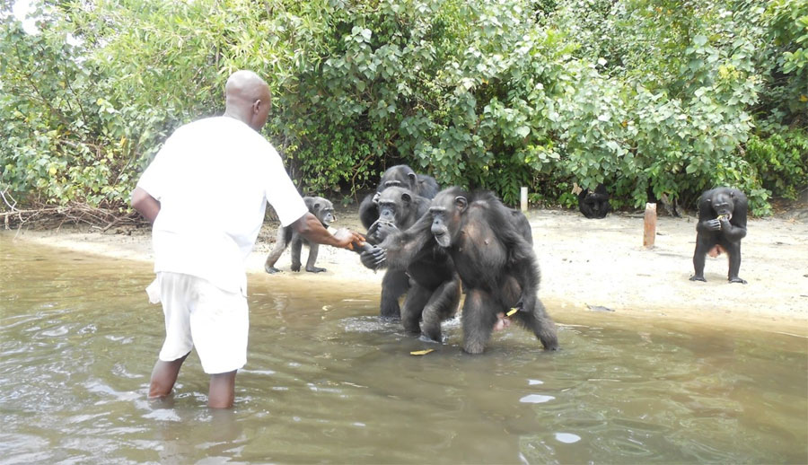 Chimpancés que SALVARON VIDAS son abandonados en una isla para que MUERAN