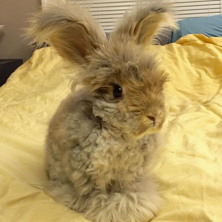 Este conejito de angora super-esponjoso es tan lindo, que ni siquiera parece REAL