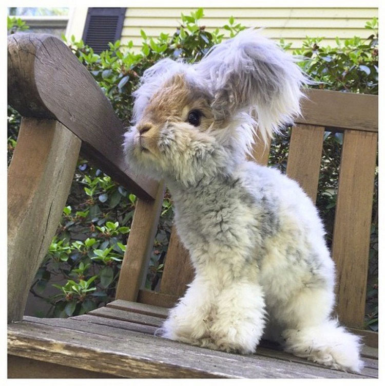 Este conejito de angora super-esponjoso es tan lindo, que ni siquiera parece REAL