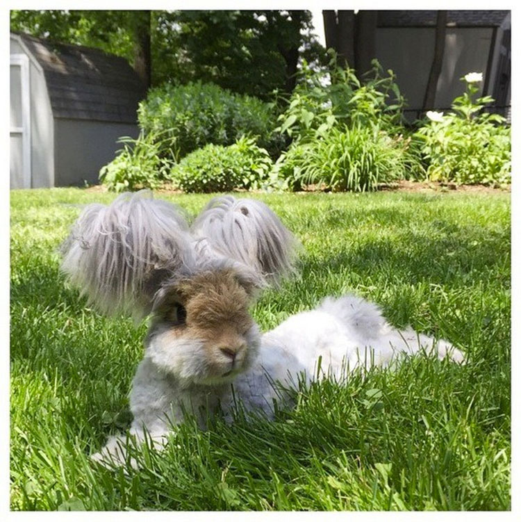 Este conejito de angora super-esponjoso es tan lindo, que ni siquiera parece REAL