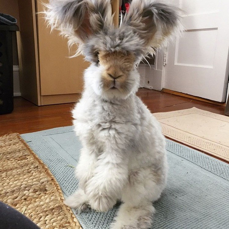 Este conejito de angora super-esponjoso es tan lindo, que ni siquiera parece REAL