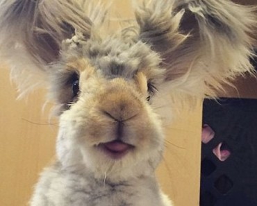 Este conejito de angora super-esponjoso es tan lindo, que ni siquiera parece REAL 1