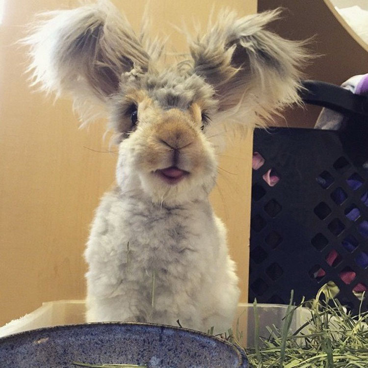 Este conejito de angora super-esponjoso es tan lindo, que ni siquiera parece REAL