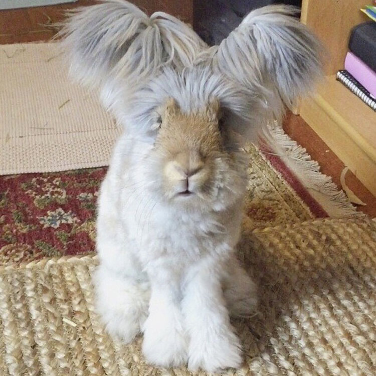 Este conejito de angora super-esponjoso es tan lindo, que ni siquiera parece REAL