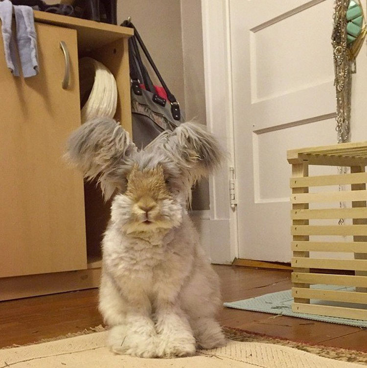 Este conejito de angora super-esponjoso es tan lindo, que ni siquiera parece REAL