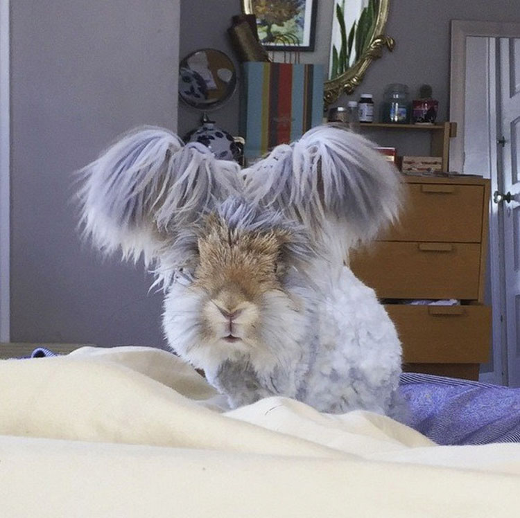 Este conejito de angora super-esponjoso es tan lindo, que ni siquiera parece REAL