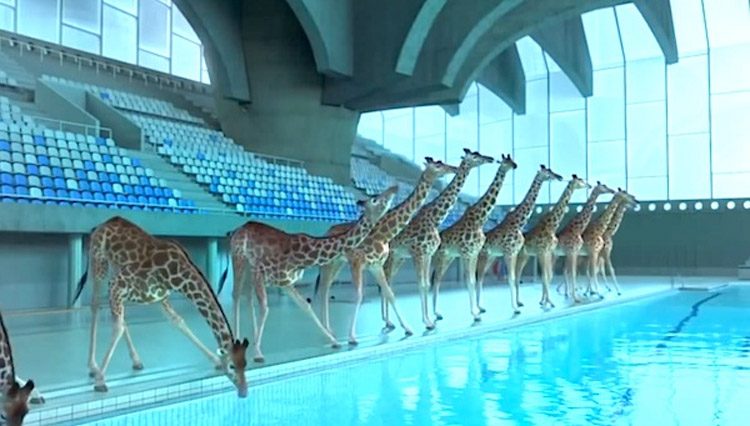 ¿Qué pasaría si unas jirafas visitaran una piscina? ¡ABSOLUTAMENTE divertido!