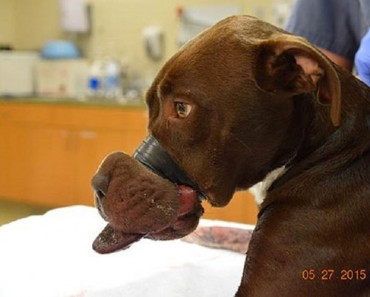 Este pobre perro se enfrentó a una crueldad INIMAGINABLE, pero fue rescatado por un equipo increíble 1