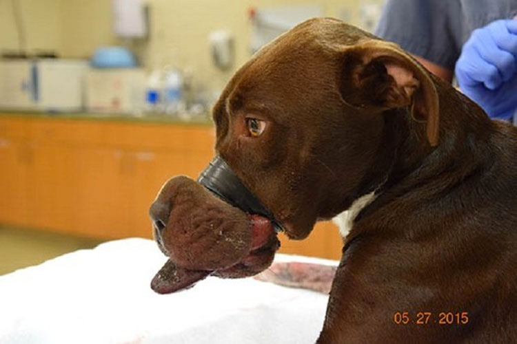 Este pobre perro se enfrentó a una crueldad INIMAGINABLE, pero fue rescatado por un equipo increíble