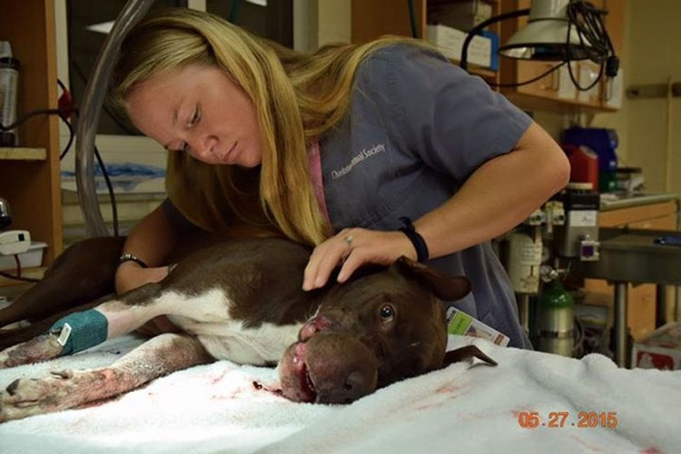 Este pobre perro se enfrentó a una crueldad INIMAGINABLE, pero fue rescatado por un equipo increíble