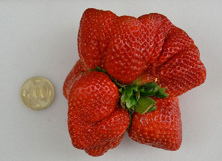 Un granjero japonés encuentra ésta fresa mutante que es la MÁS PESADA jamás encontrada 1