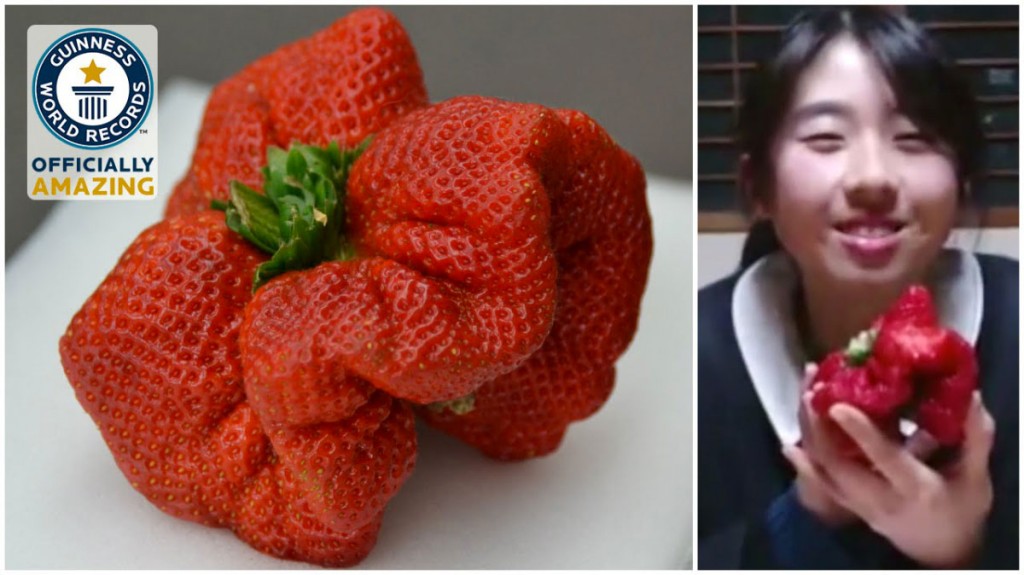 Un granjero japonés encuentra ésta fresa mutante que es la MÁS PESADA jamás encontrada