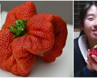 Un granjero japonés encuentra ésta fresa mutante que es la MÁS PESADA jamás encontrada