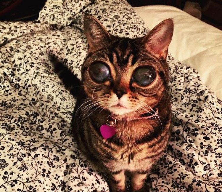 Esta encantadora gatita tiene una MISTERIOSA condición genética que le hace tener unos ojos realmente ENORMES