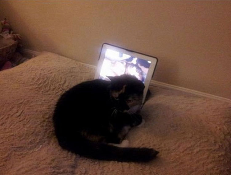 Encontró a su gata extrañamente sentada sobre su iPad pero cuando descubrió por qué... Él se echó a llorar