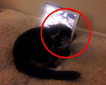 Encontró a su gata extrañamente sentada sobre su iPad pero cuando descubrió por qué... Él se echó a llorar 8 Encontró a su gata extrañamente sentada sobre su iPad pero cuando descubrió por qué... Él se echó a llorar 1