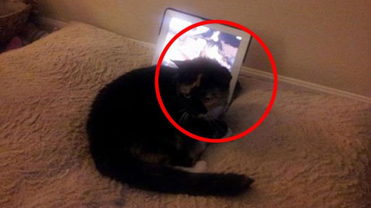 Encontró a su gata extrañamente sentada sobre su iPad pero cuando descubrió por qué... Él se echó a llorar 1