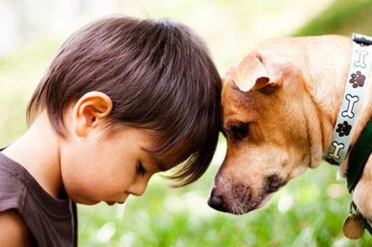 23 imágenes de perros (y sus historias) que te conmoverán hasta las lágrimas