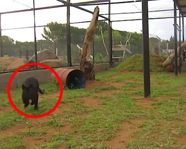 Mira lo que sucede cuanto este leopardo negro se encuentra con su cuidadora. ¡INCREÍBLE! 1