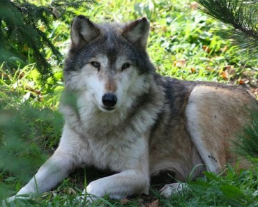 Este lobo inocente ha sido SACRIFICADO porque unos visitantes del zoológico rompieran las normas