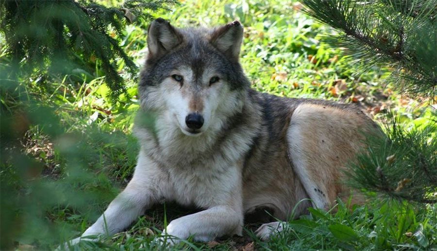 Este lobo inocente ha sido SACRIFICADO porque unos visitantes del zoológico rompieran las normas
