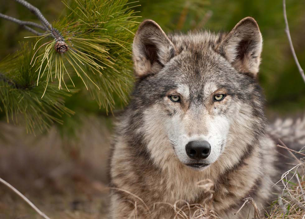 Este lobo inocente ha sido SACRIFICADO porque unos visitantes del zoológico rompieran las normas