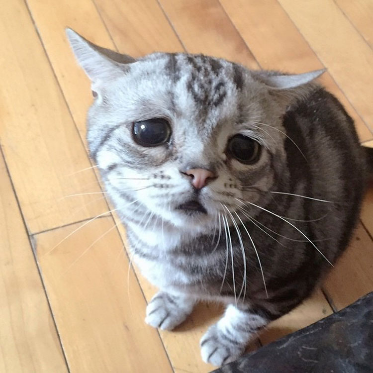 Tu nivel de ternura llegará al máximo al conocer a la gata más triste de Internet. ¡Prepárate!