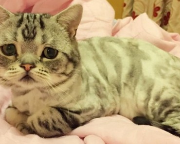 Tu nivel de ternura llegará al máximo al conocer a la gata más triste de Internet. ¡Prepárate! 6 Tu nivel de ternura llegará al máximo al conocer a la gata más triste de Internet. ¡Prepárate!