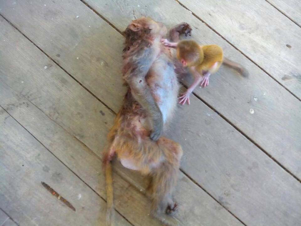 La madre de este pequeño mono fue ASESINADA. Su bebé reaccionó ASÍ