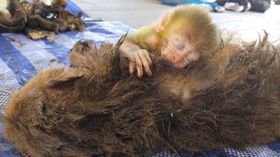 La madre de este pequeño mono fue ASESINADA. Su bebé reaccionó ASÍ