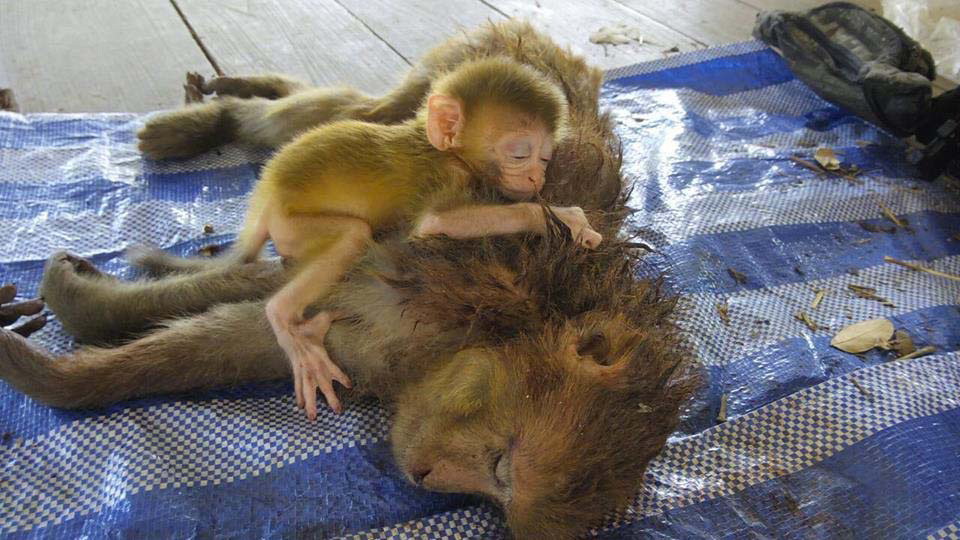 La madre de este pequeño mono fue ASESINADA. Su bebé reaccionó ASÍ