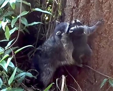 El ENTERNECEDOR vídeo de la madre mapache que enseña a su bebé a subirse a un árbol que da la vuelta al mundo