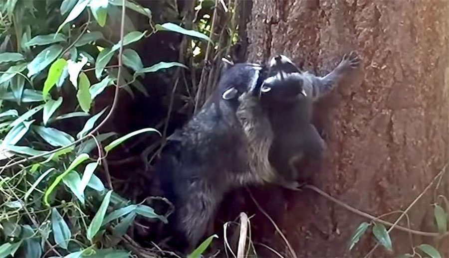 El ENTERNECEDOR vídeo de la madre mapache que enseña a su bebé a subirse a un árbol que da la vuelta al mundo