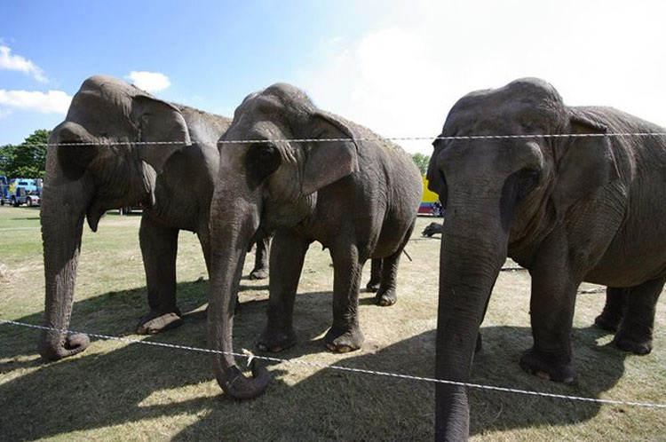 Este trabajador de un circo fue avergonzado públicamente por hacer ESTO a un elefante